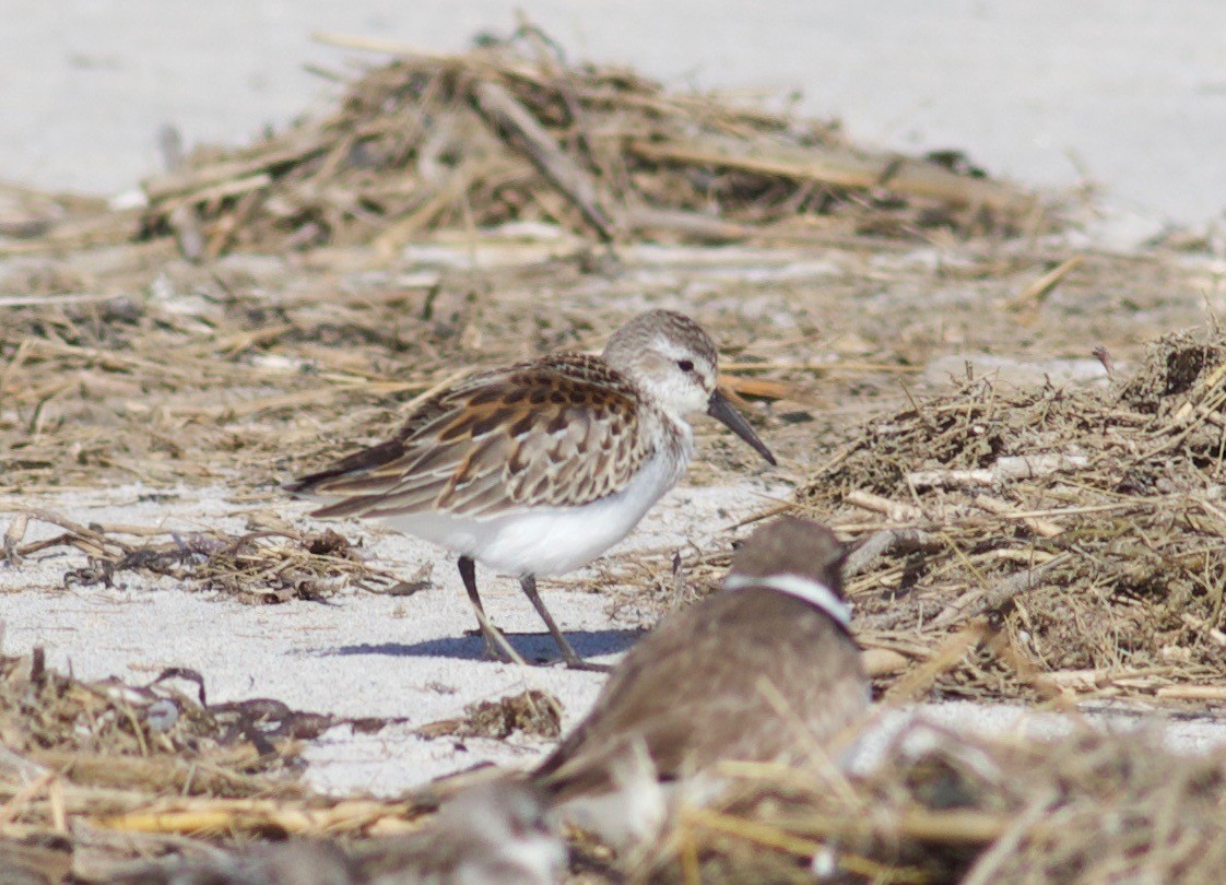 Western Sandpiper - Nathan Dubrow