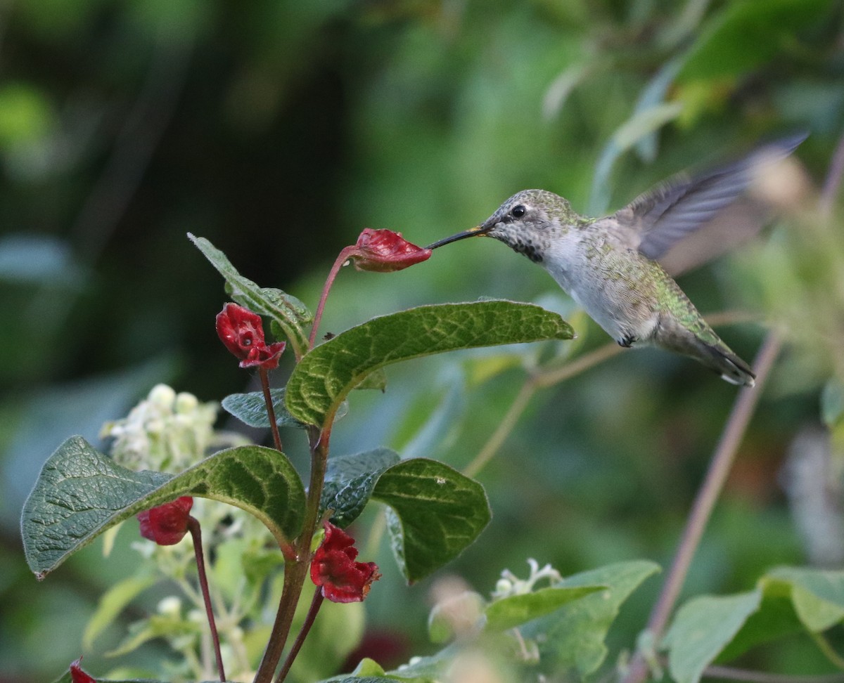 Anna's Hummingbird - ML176442201
