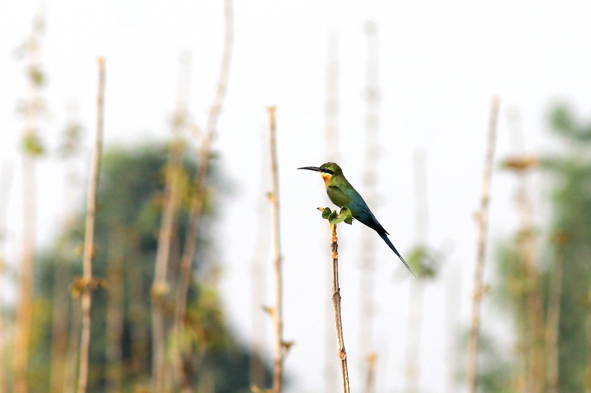 Blue-tailed Bee-eater - Kanhaiya Udapure