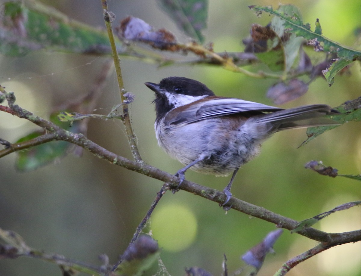 Chestnut-backed Chickadee - Pair of Wing-Nuts