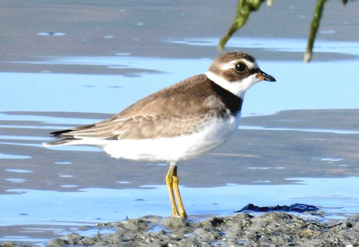 Semipalmated Plover - Greg Cross