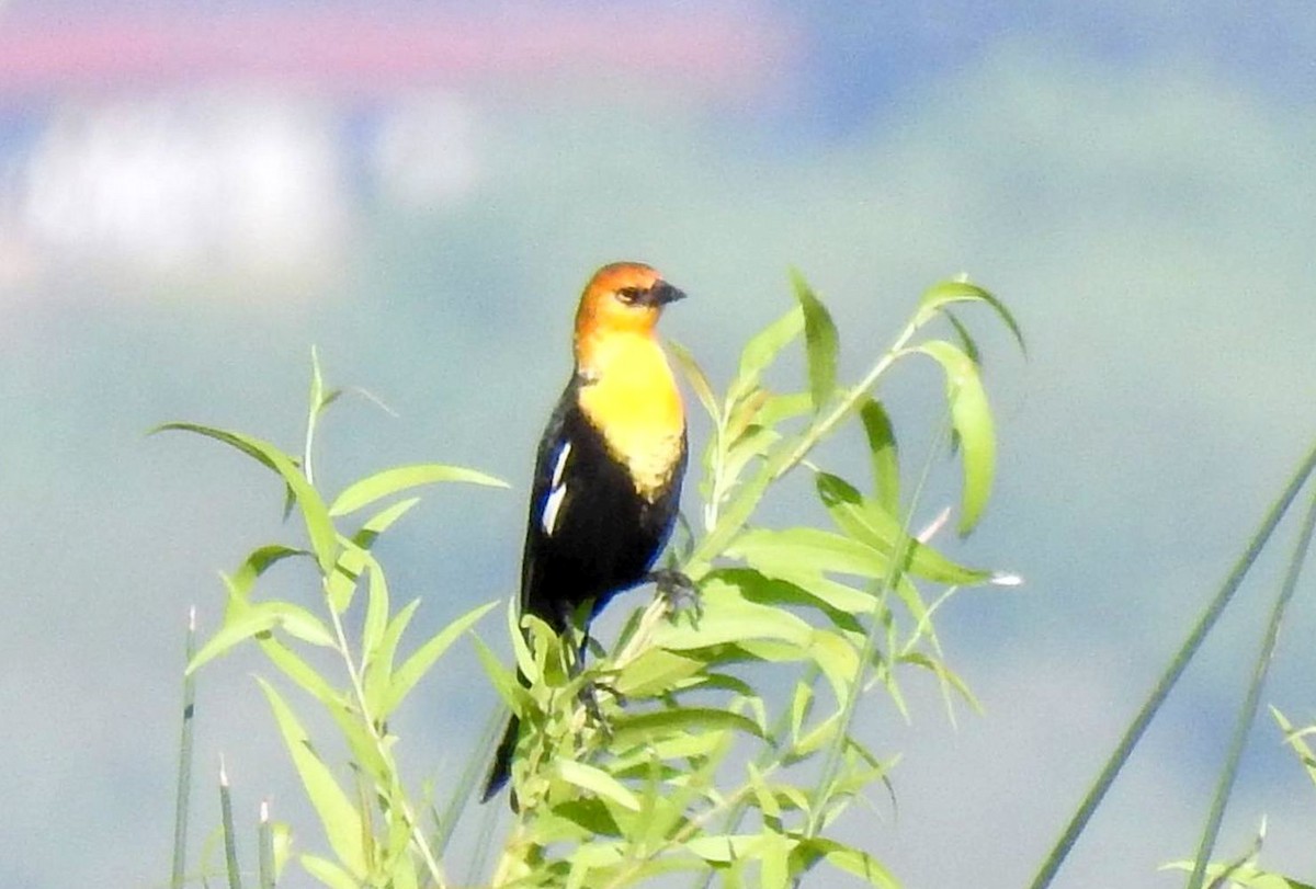 Yellow-headed Blackbird - Greg Cross