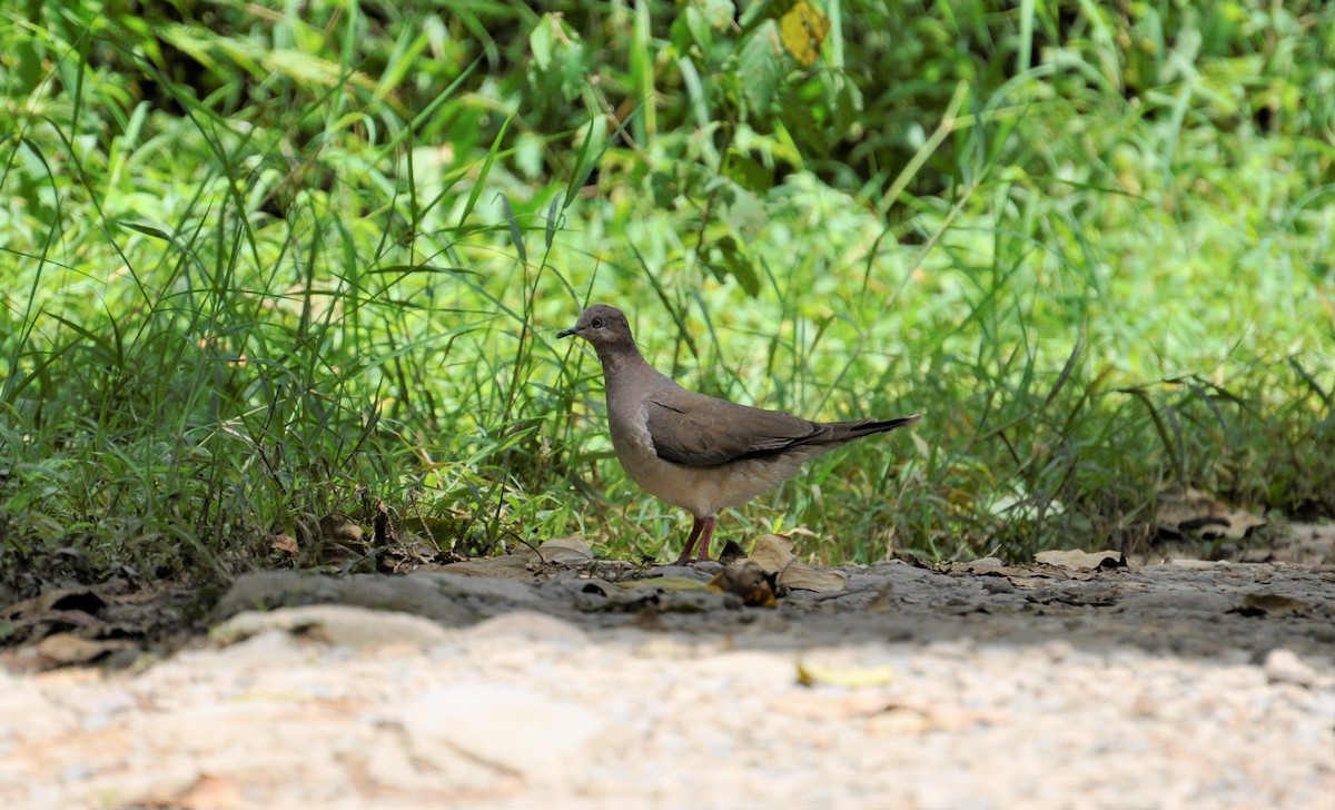 White-tipped Dove - Paul Galvin