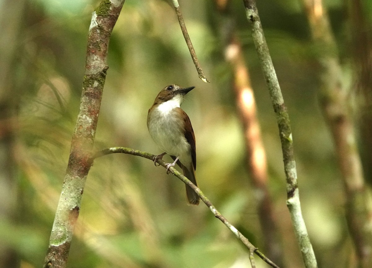 Gray-chested Jungle Flycatcher - ML176447591