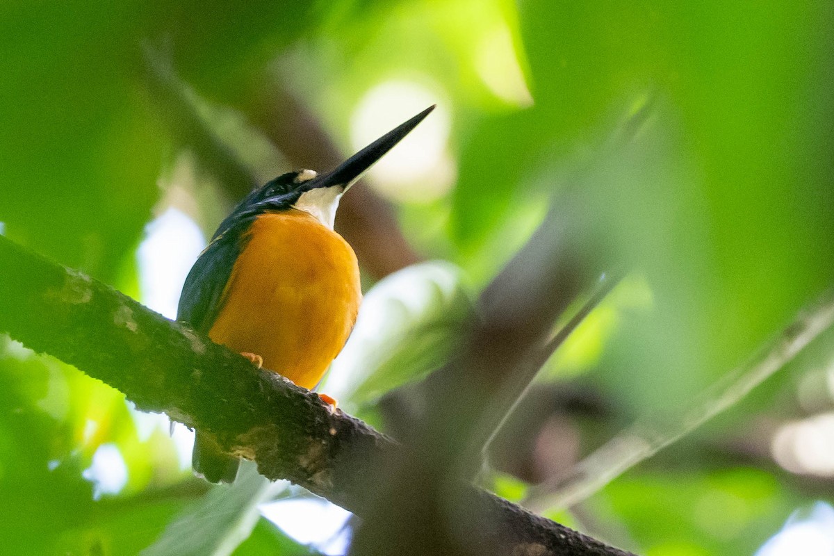 Papuan Dwarf-Kingfisher - Phil Chaon