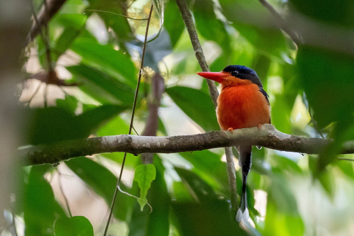 Red-breasted Paradise-Kingfisher - ML176448761