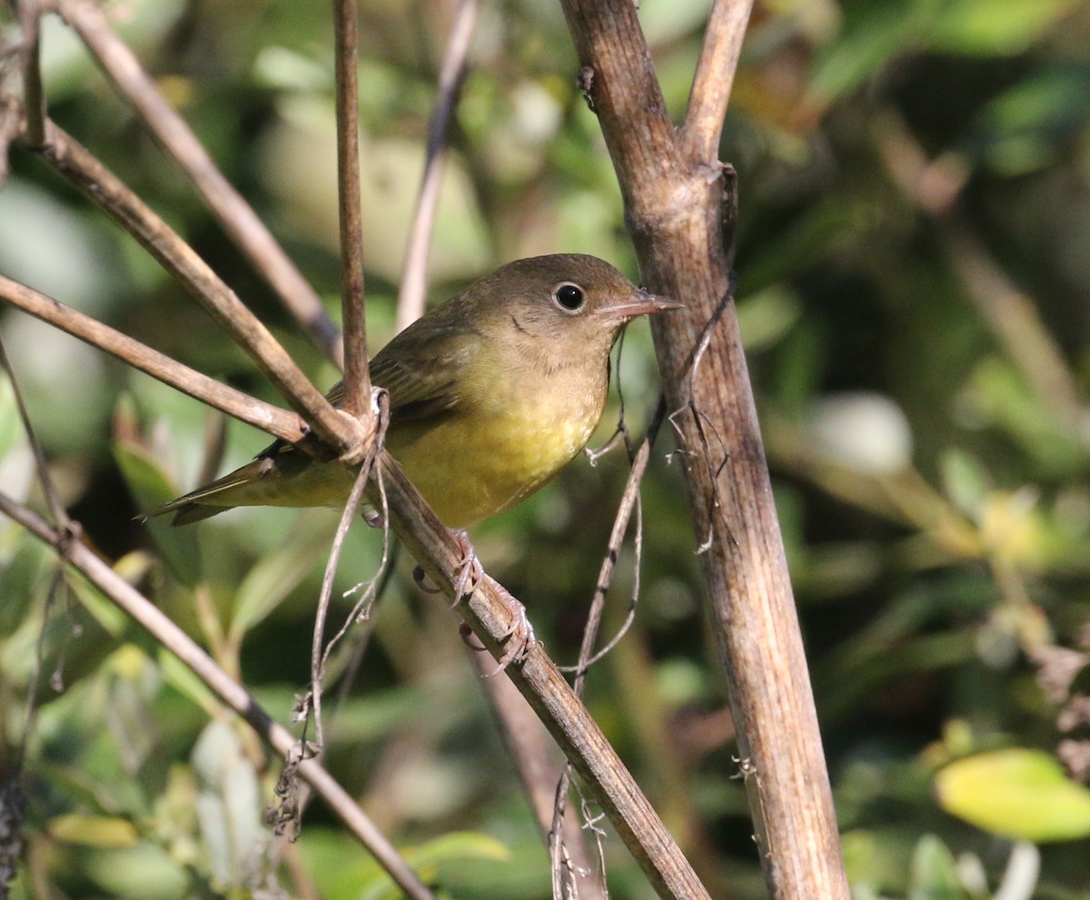 Connecticut Warbler - Pair of Wing-Nuts