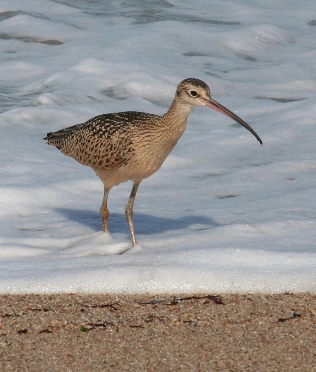 Long-billed Curlew - Isabelle Reddy