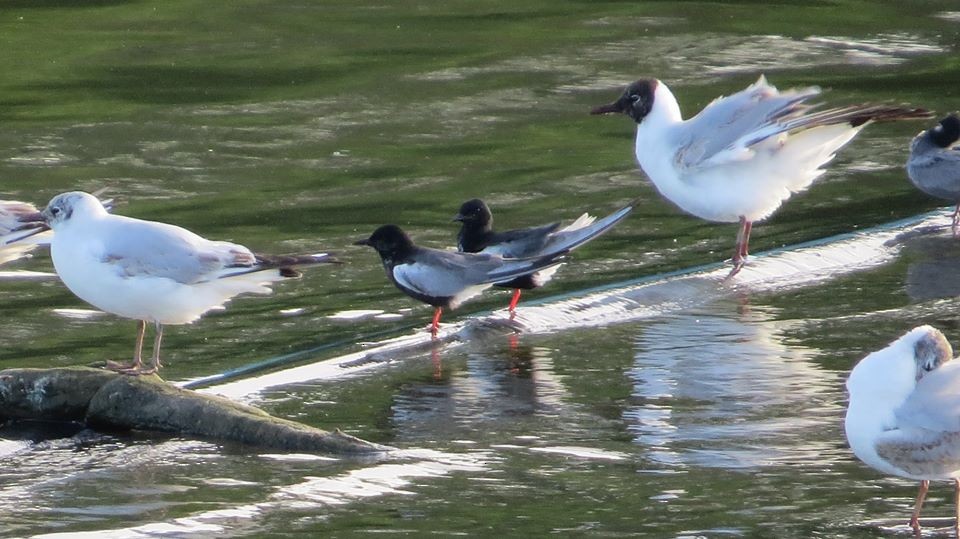 White-winged Tern - Group account  for eBirding in Serbia
