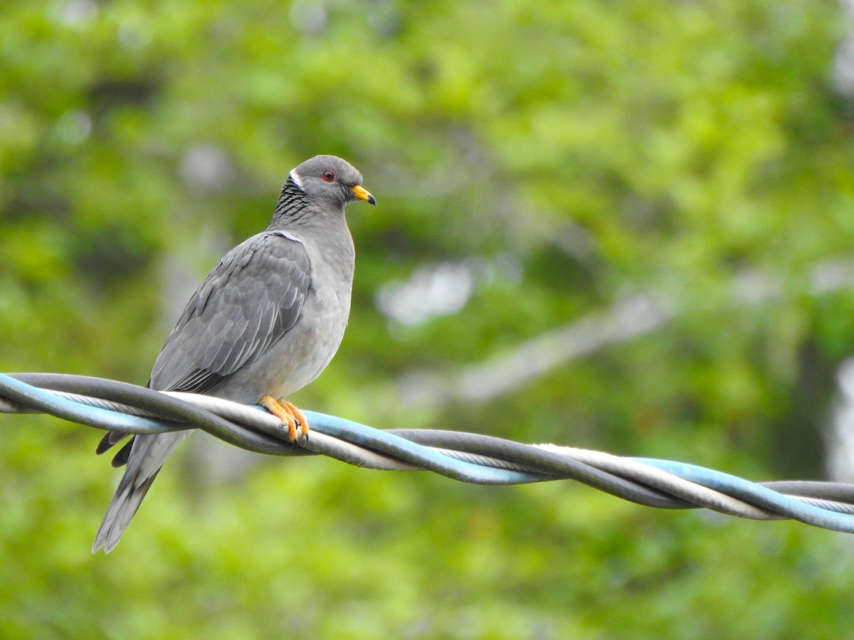 Band-tailed Pigeon - Kalin Ocaña