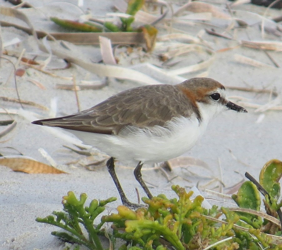 Red-capped Plover - ML176457981