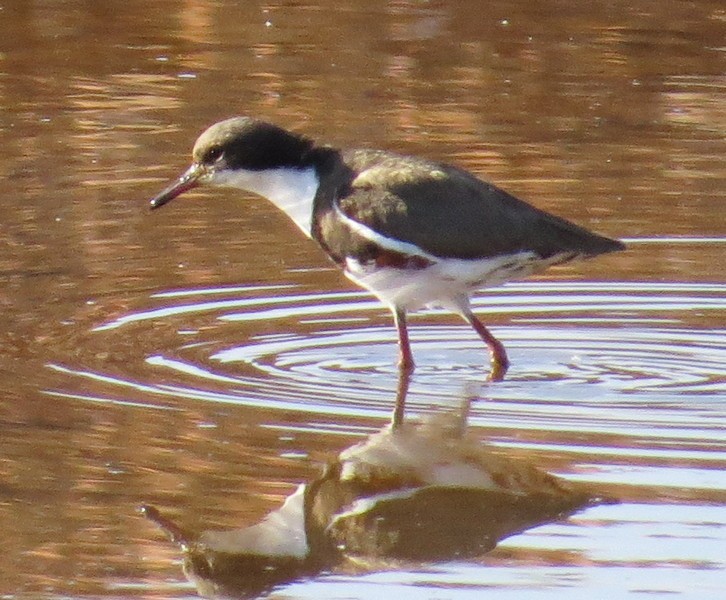 Red-kneed Dotterel - ML176458161