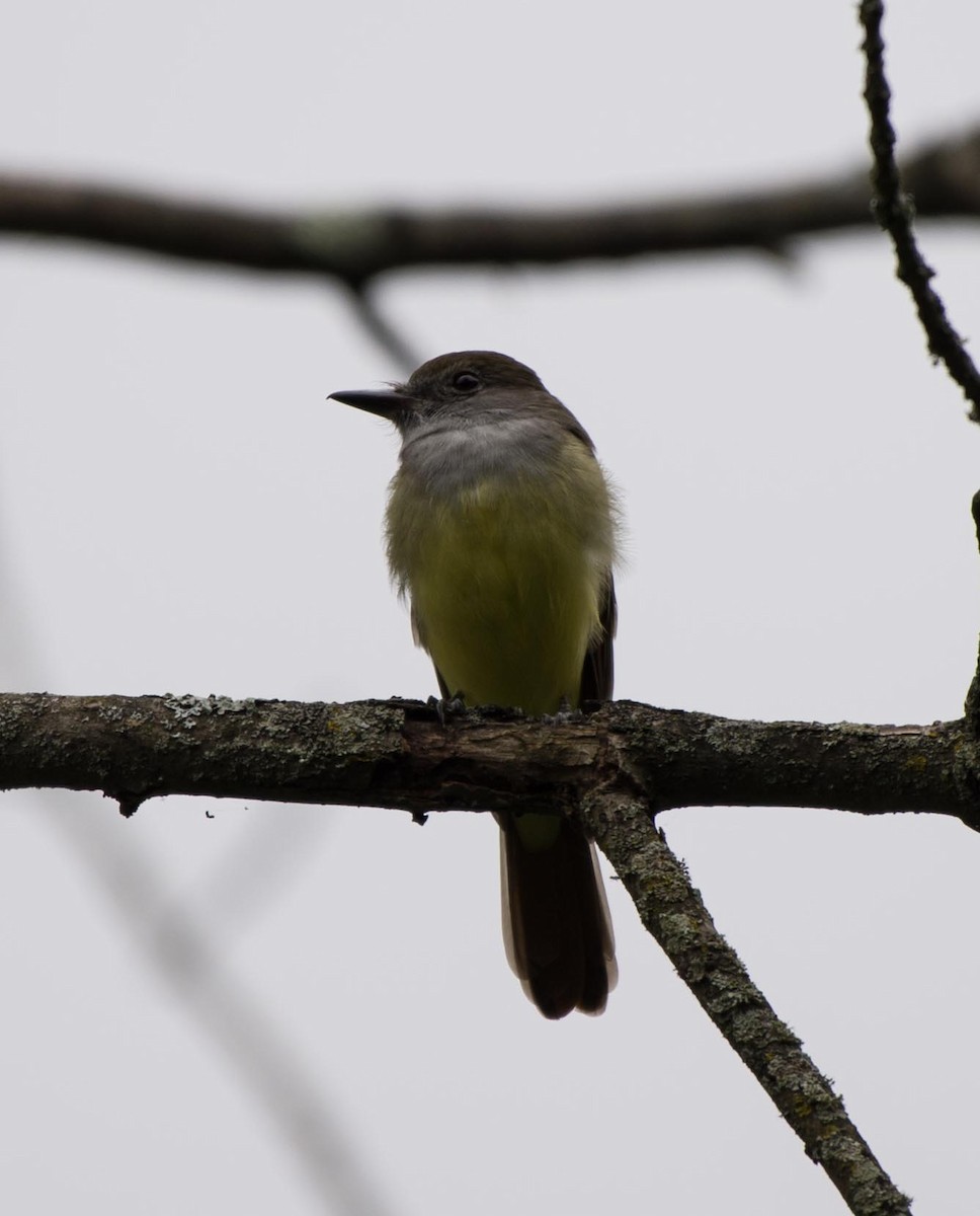 Great Crested Flycatcher - Simon Carter