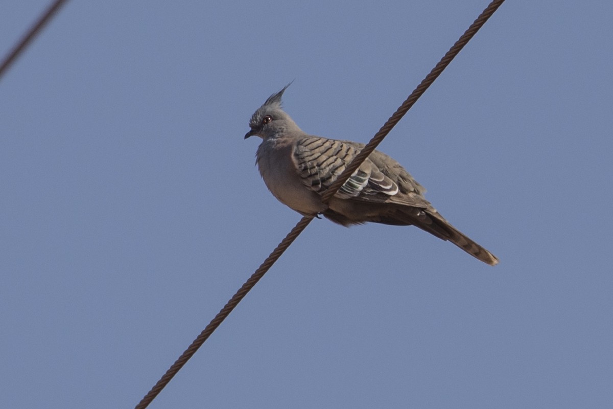 Crested Pigeon - ML176459281