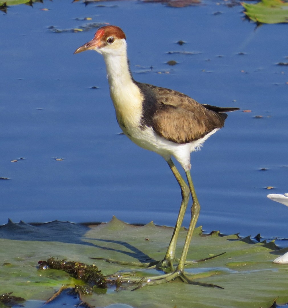 Comb-crested Jacana - George and Teresa Baker