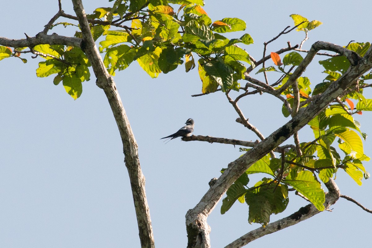 Moustached Treeswift - ML176460361