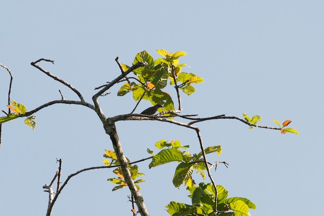 Common Cicadabird