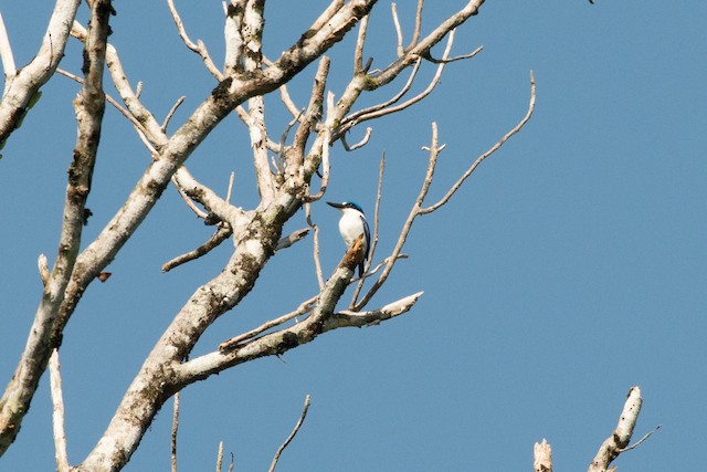 New Britain Kingfisher