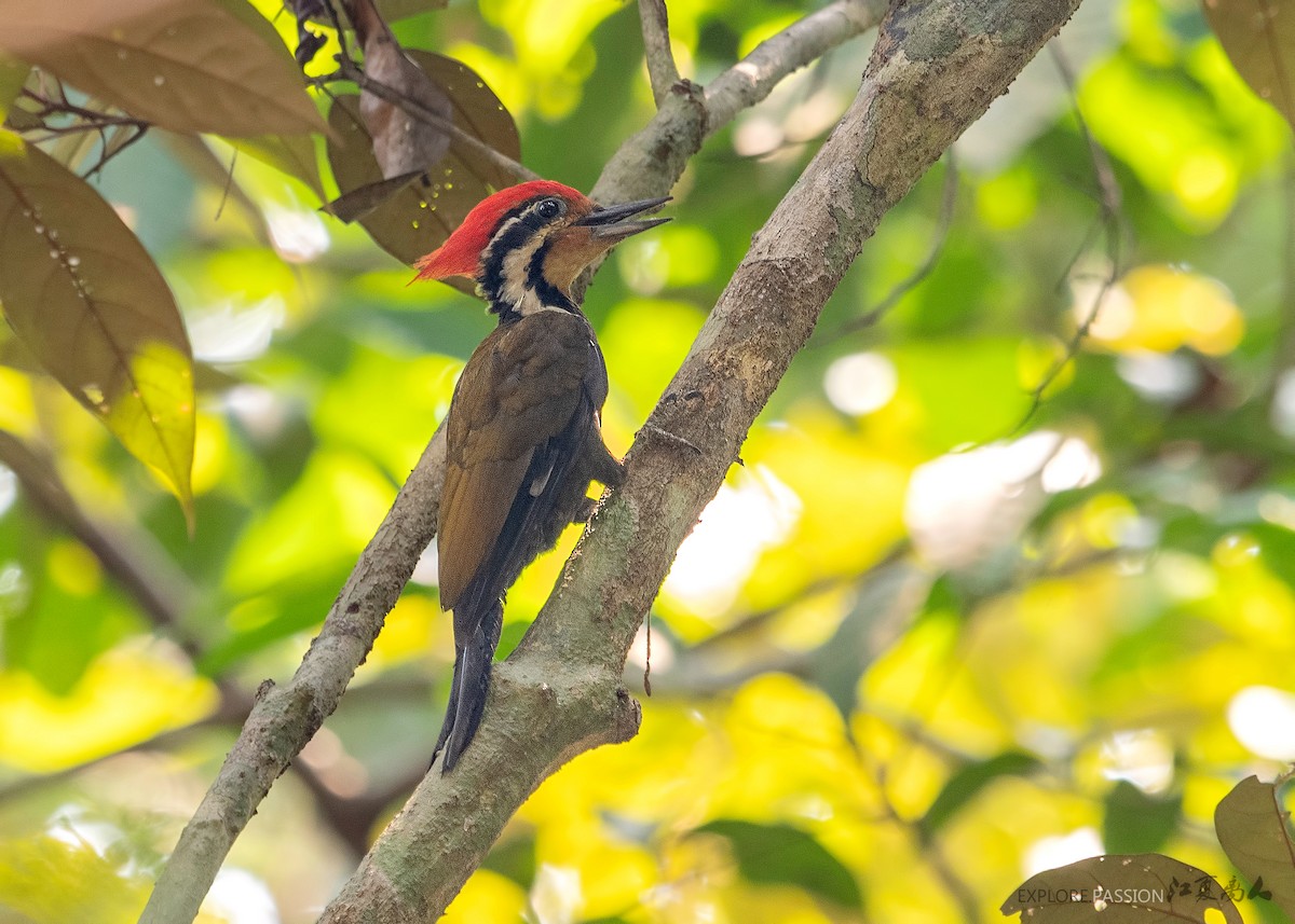 Olive-backed Woodpecker - Wai Loon Wong