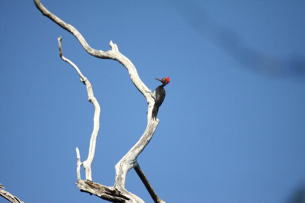 White-bellied Woodpecker - ML176461171