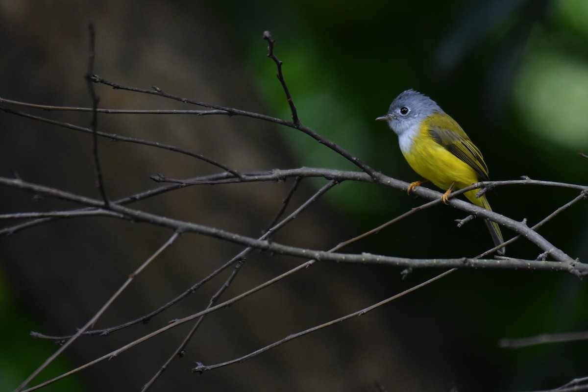 Gray-headed Canary-Flycatcher - ML176463771