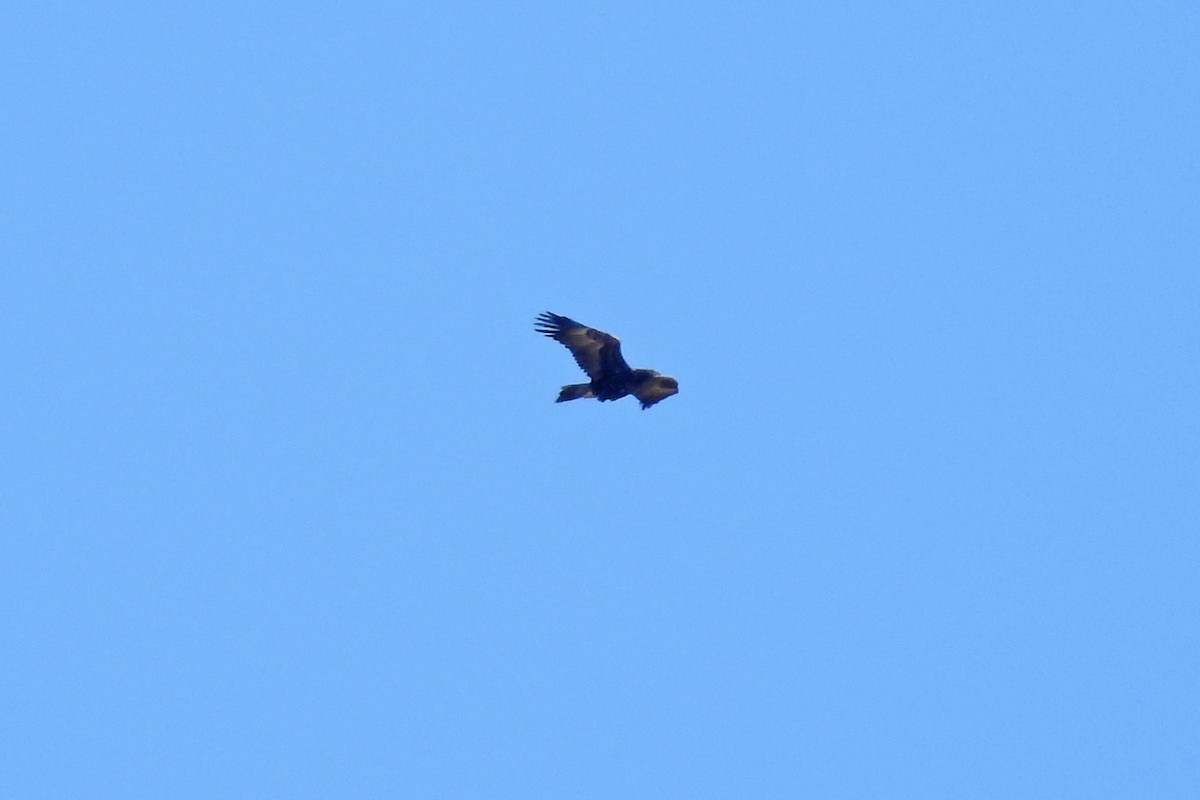 Wedge-tailed Eagle - ML176468871