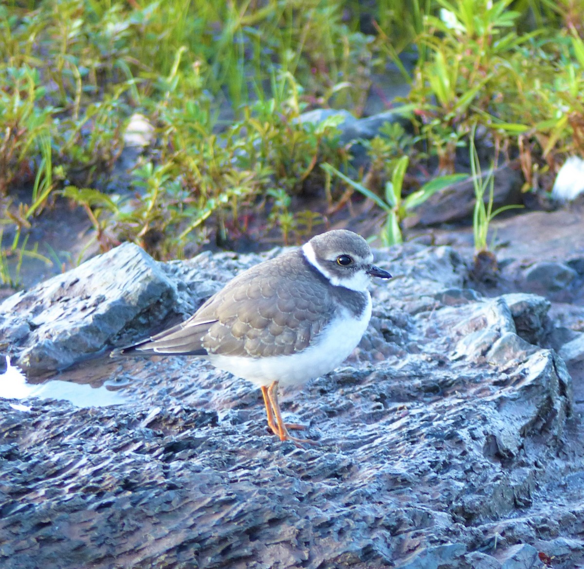 Semipalmated Plover - ML176470111