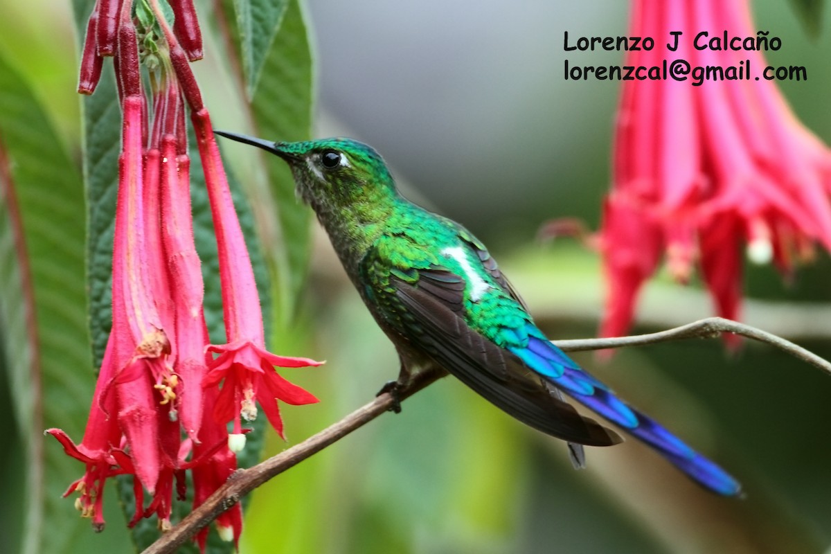 Long-tailed Sylph - ML176476921