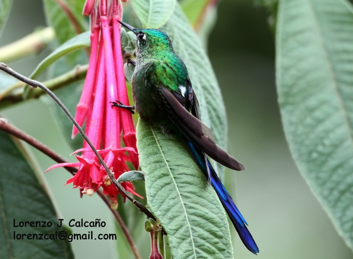 Long-tailed Sylph - ML176476941