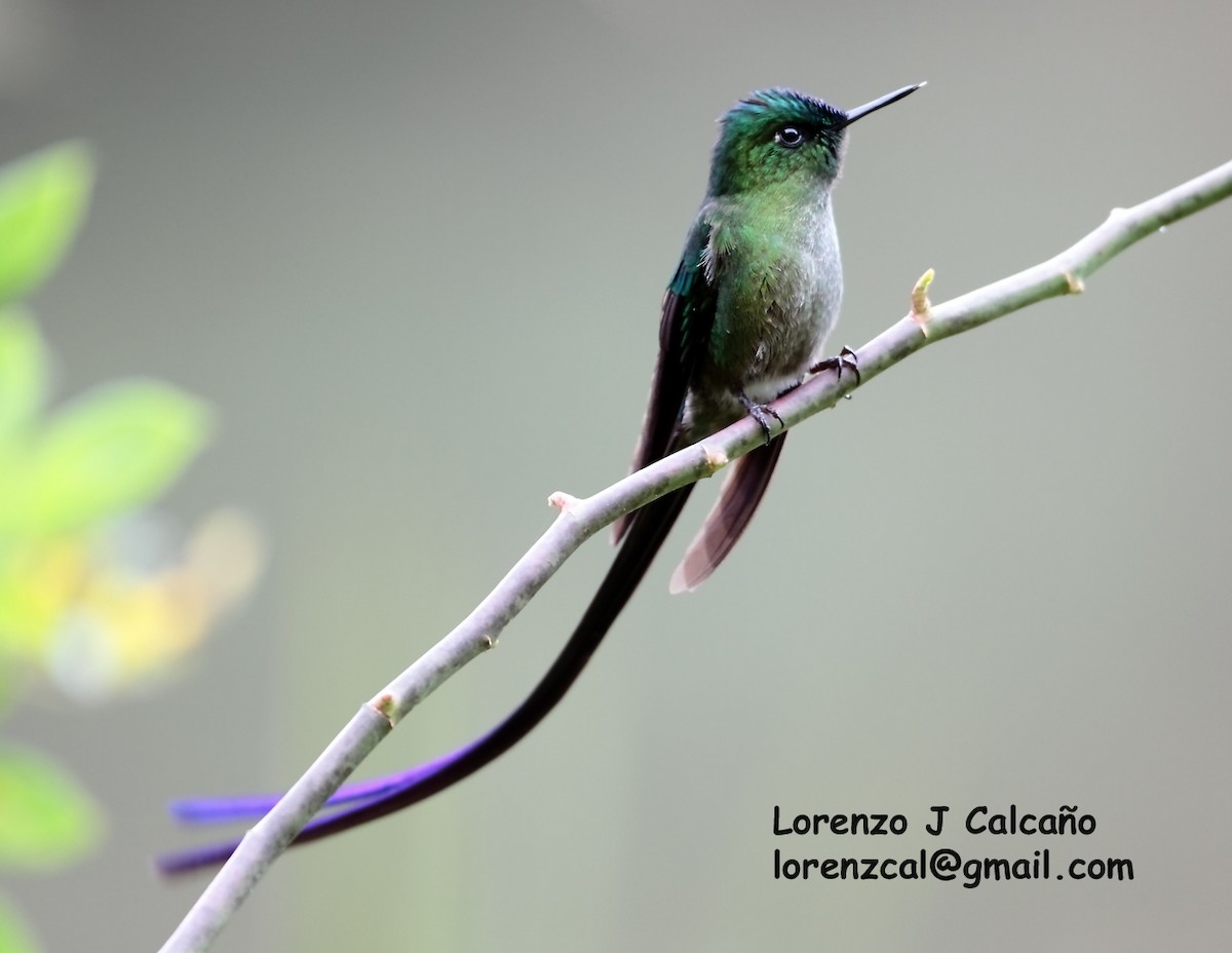 Long-tailed Sylph - ML176477021