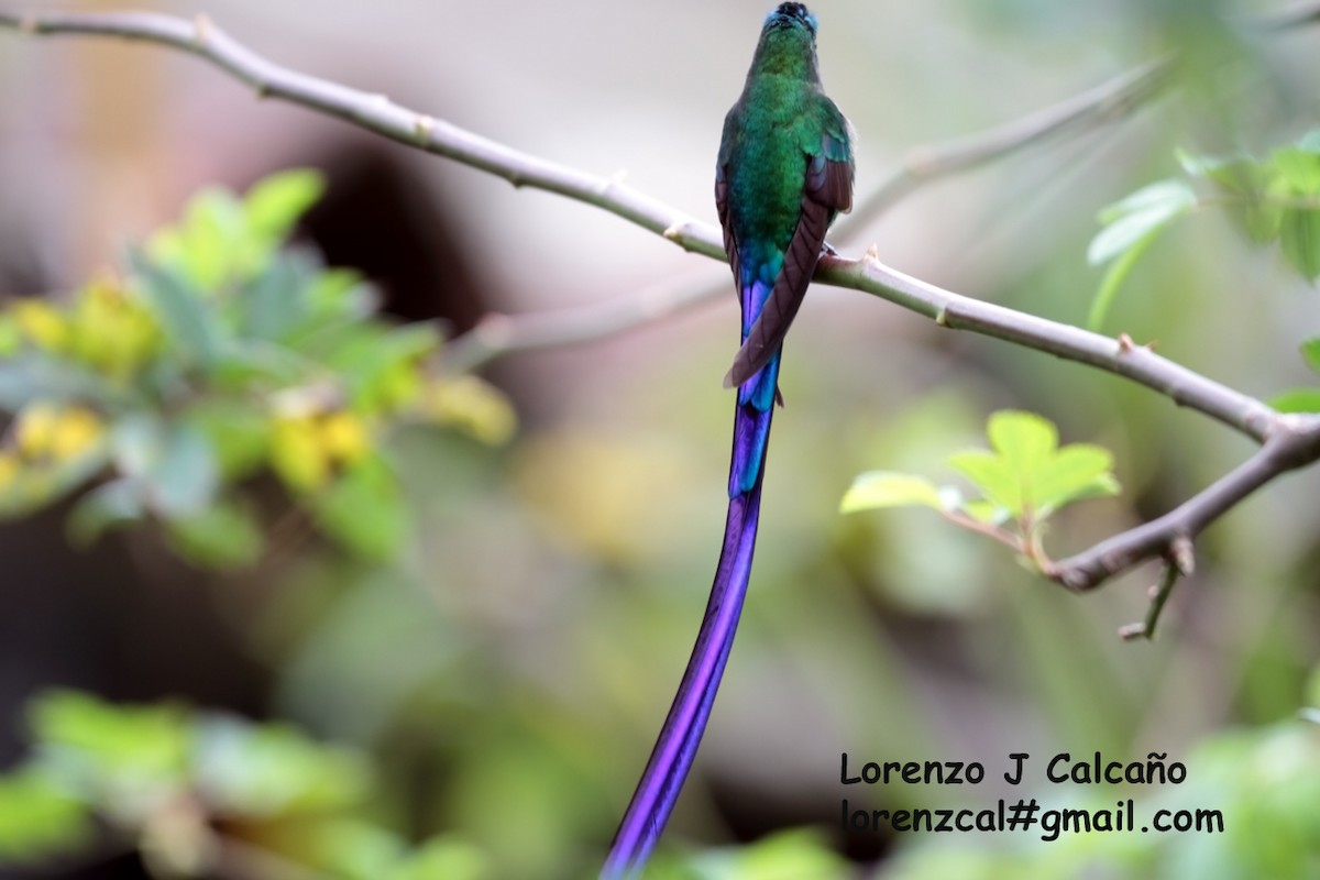 Long-tailed Sylph - ML176477181