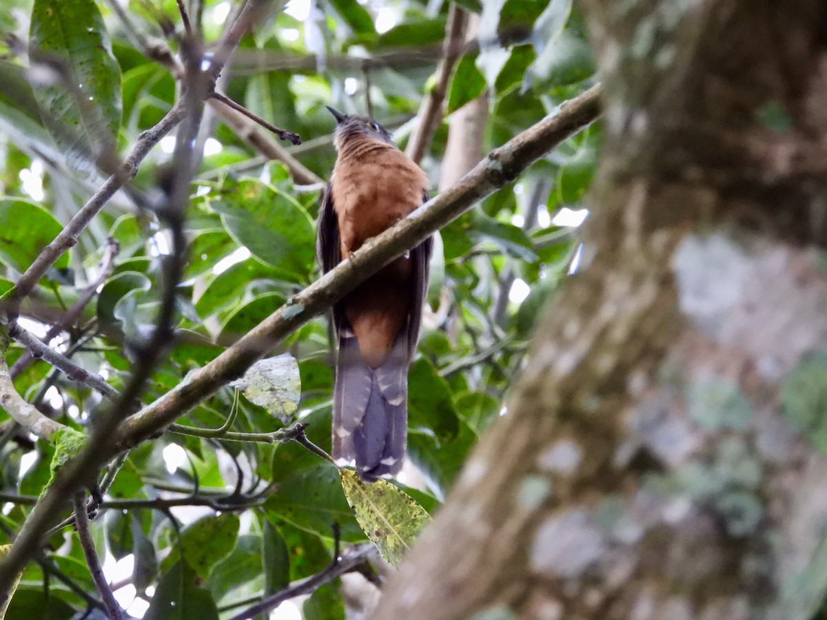 Brush Cuckoo (Sulawesi) - GARY DOUGLAS