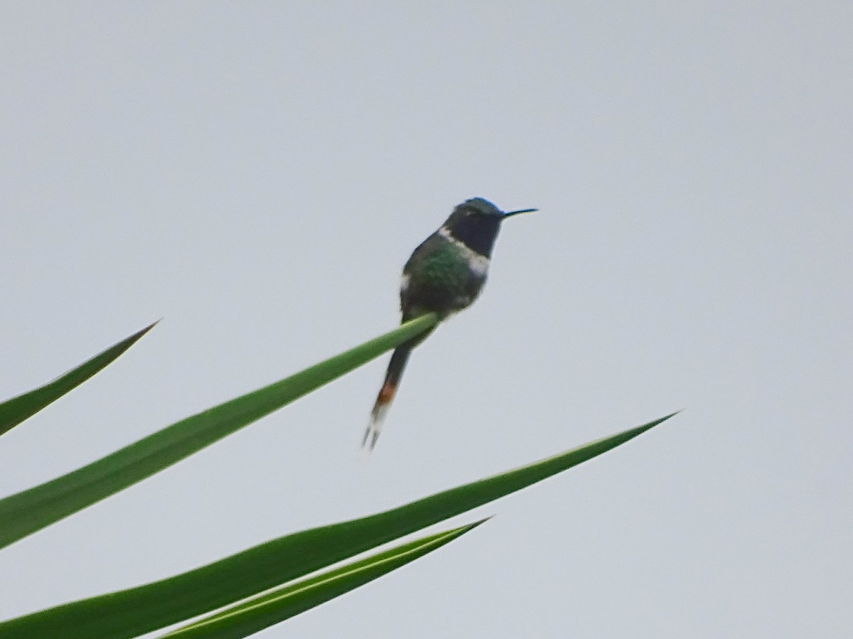 Sparkling-tailed Hummingbird - Julio Acosta  ES Tour Guide