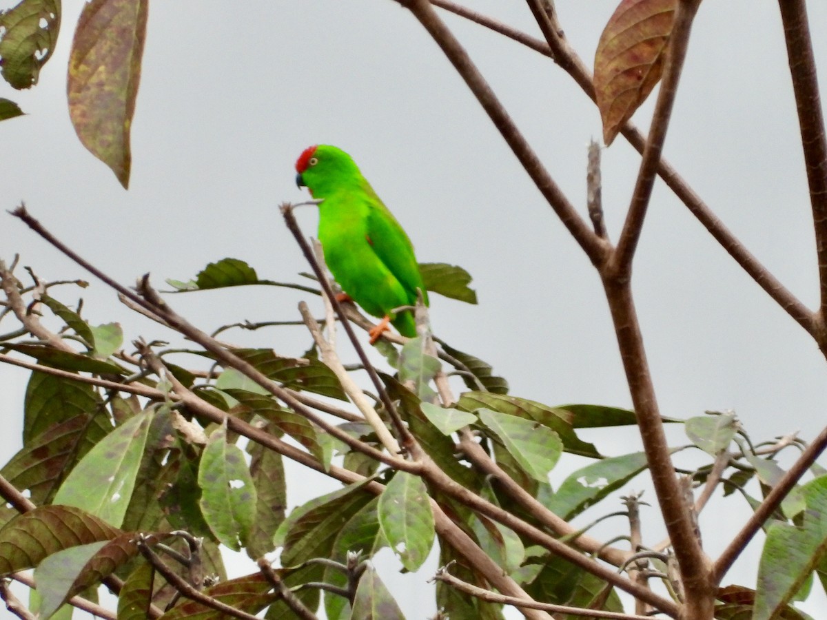 Sulawesi Hanging-Parrot - ML176485381
