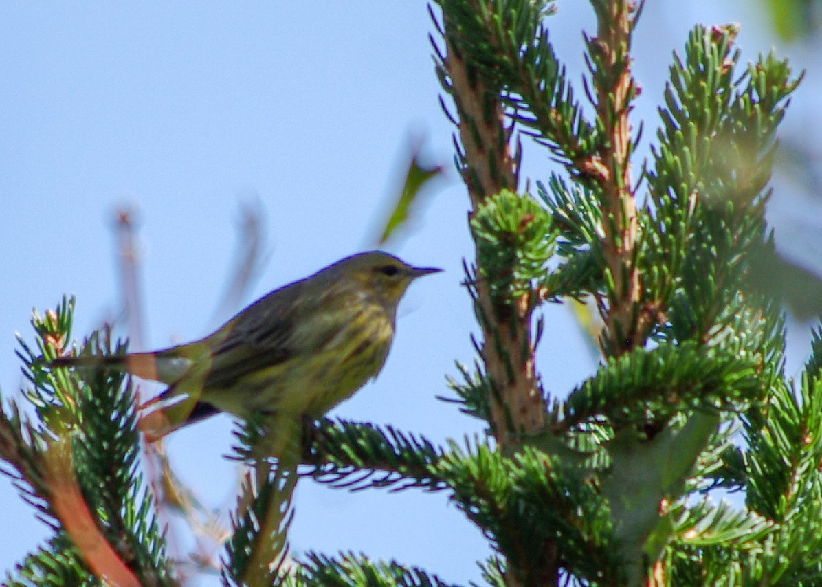 Cape May Warbler - ML176486461