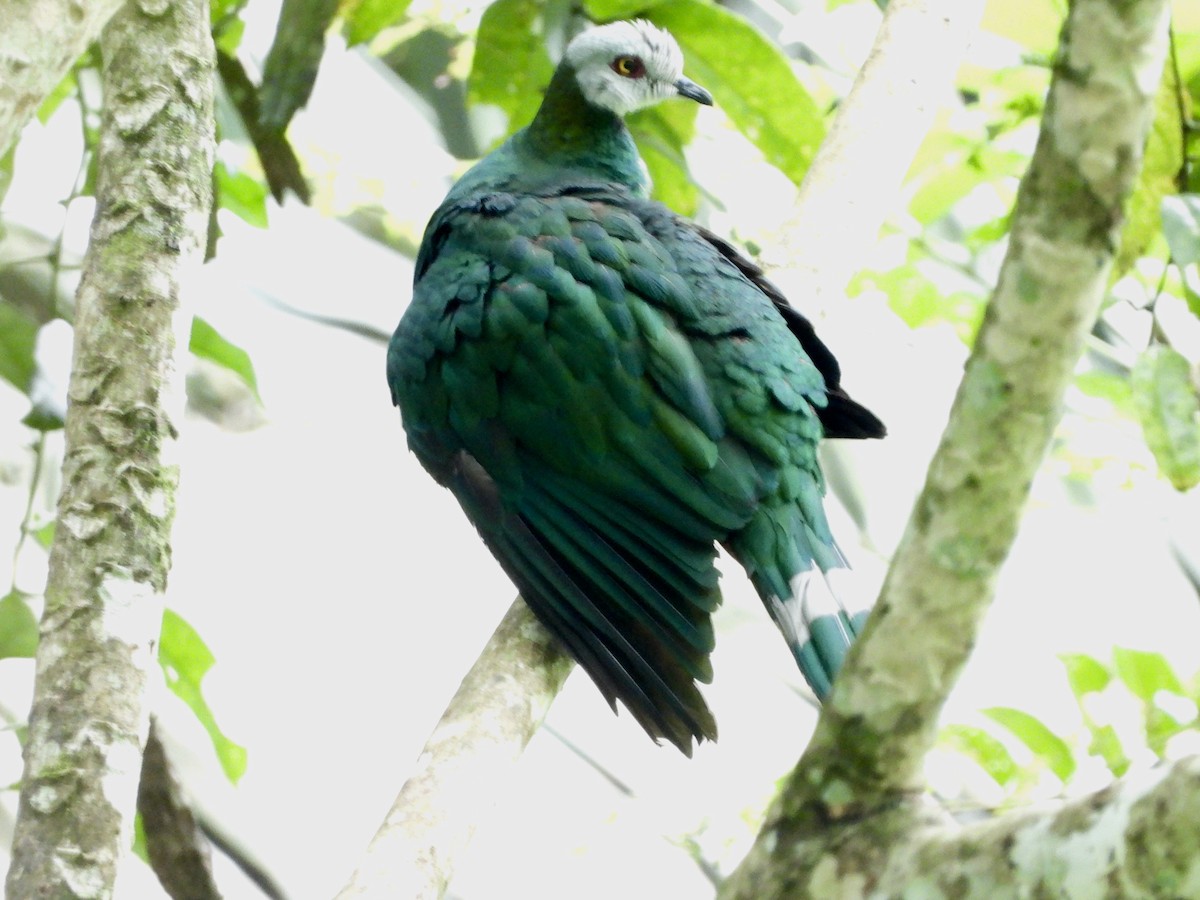 White-bellied Imperial-Pigeon - ML176487741