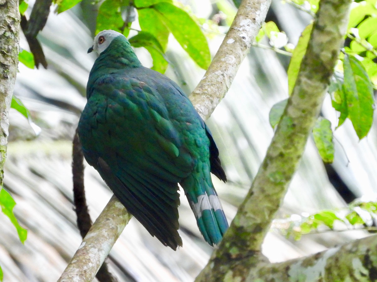 White-bellied Imperial-Pigeon - ML176487941