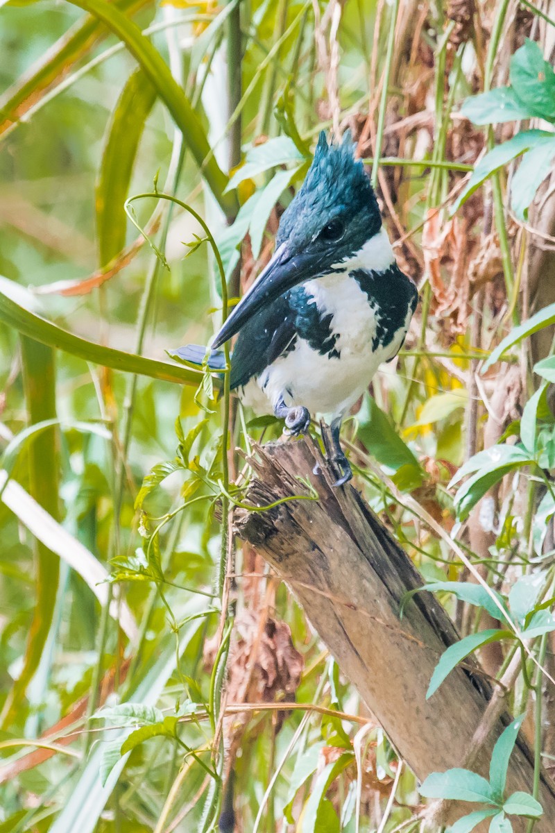 Amazon Kingfisher - David Monroy Rengifo