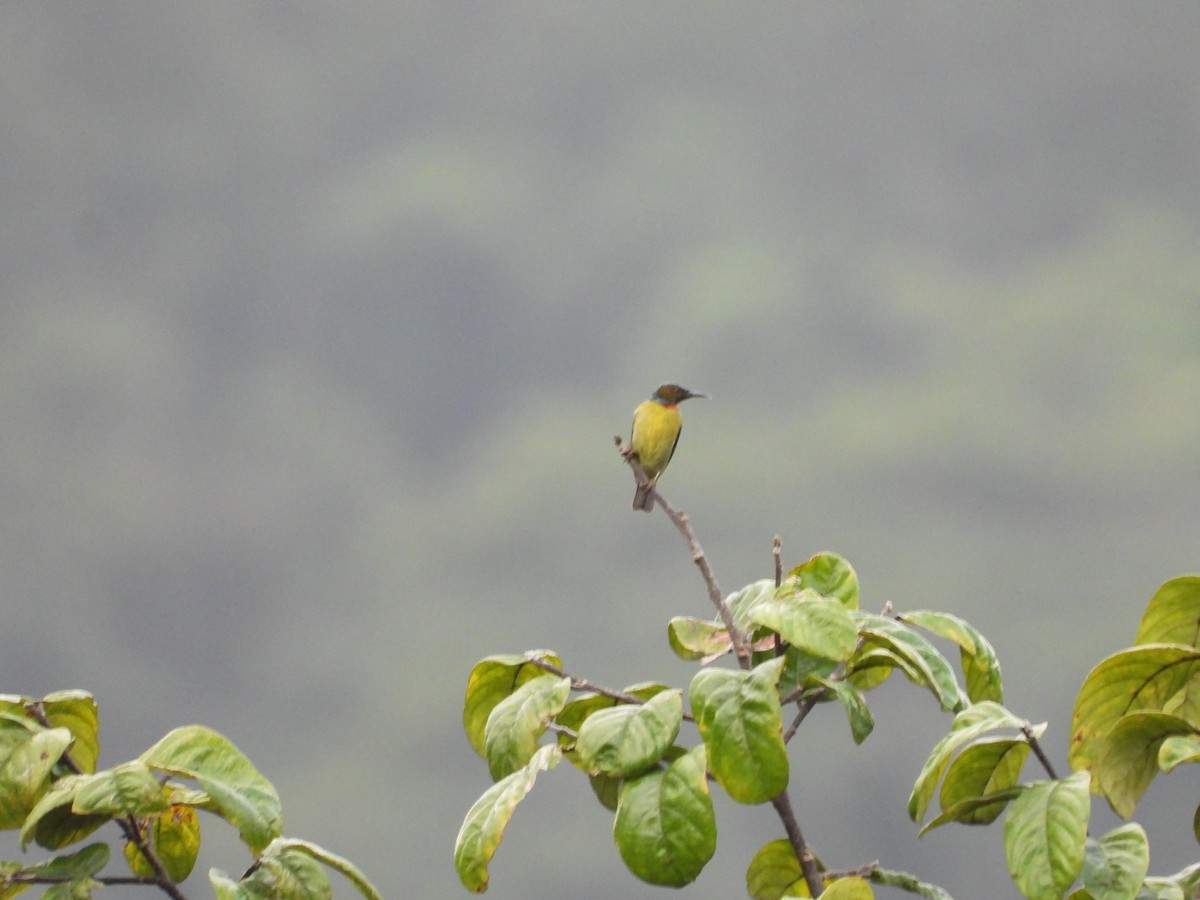 Brown-throated Sunbird - GARY DOUGLAS