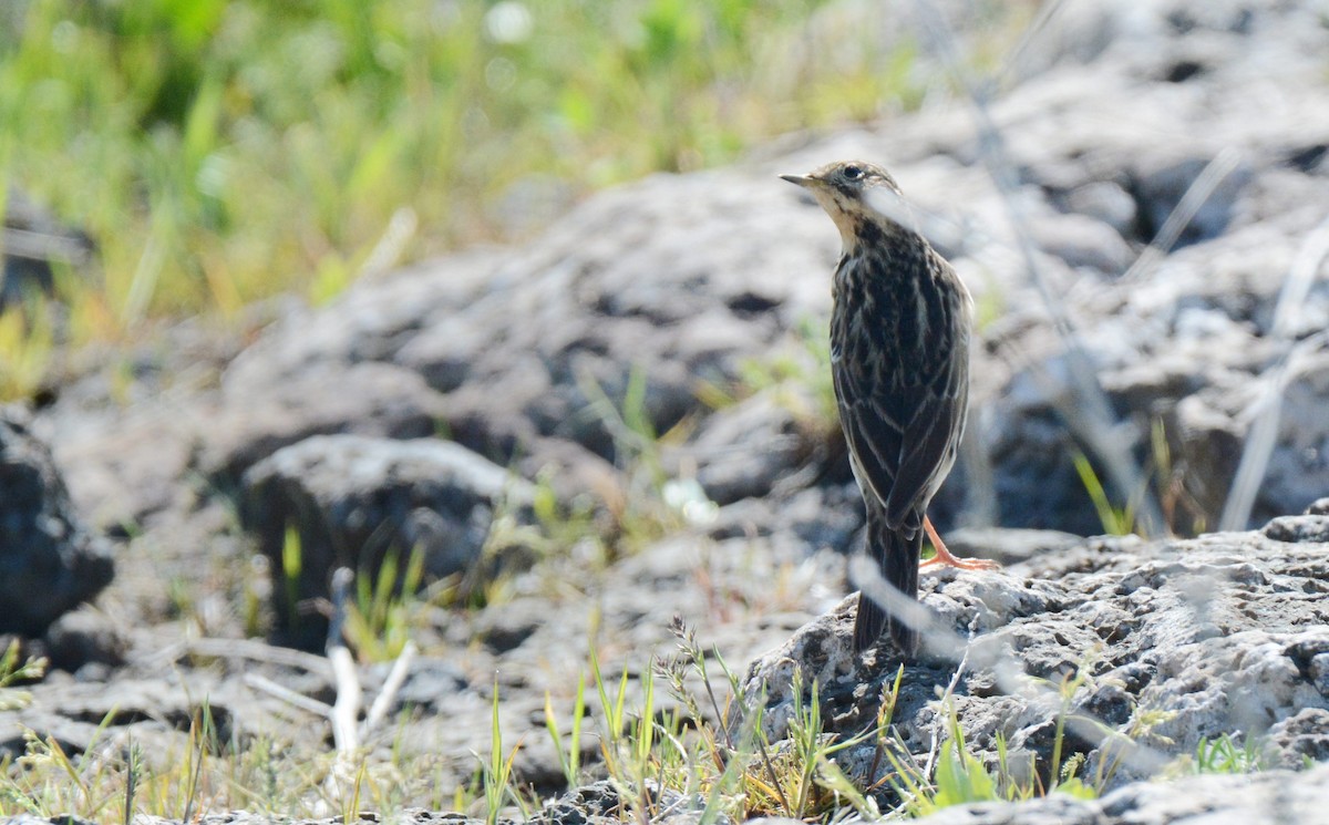 Red-throated Pipit - ML176492451
