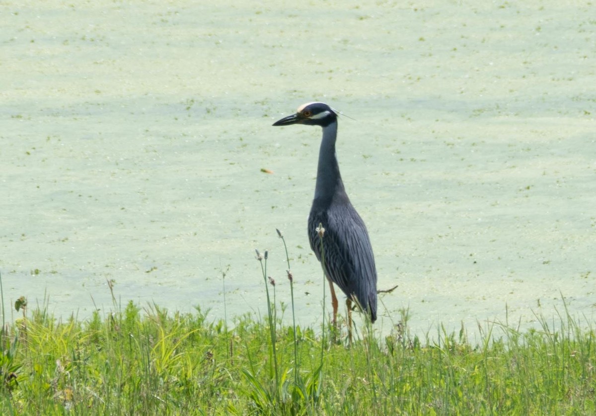 Yellow-crowned Night Heron - West Tennessee Historical Data