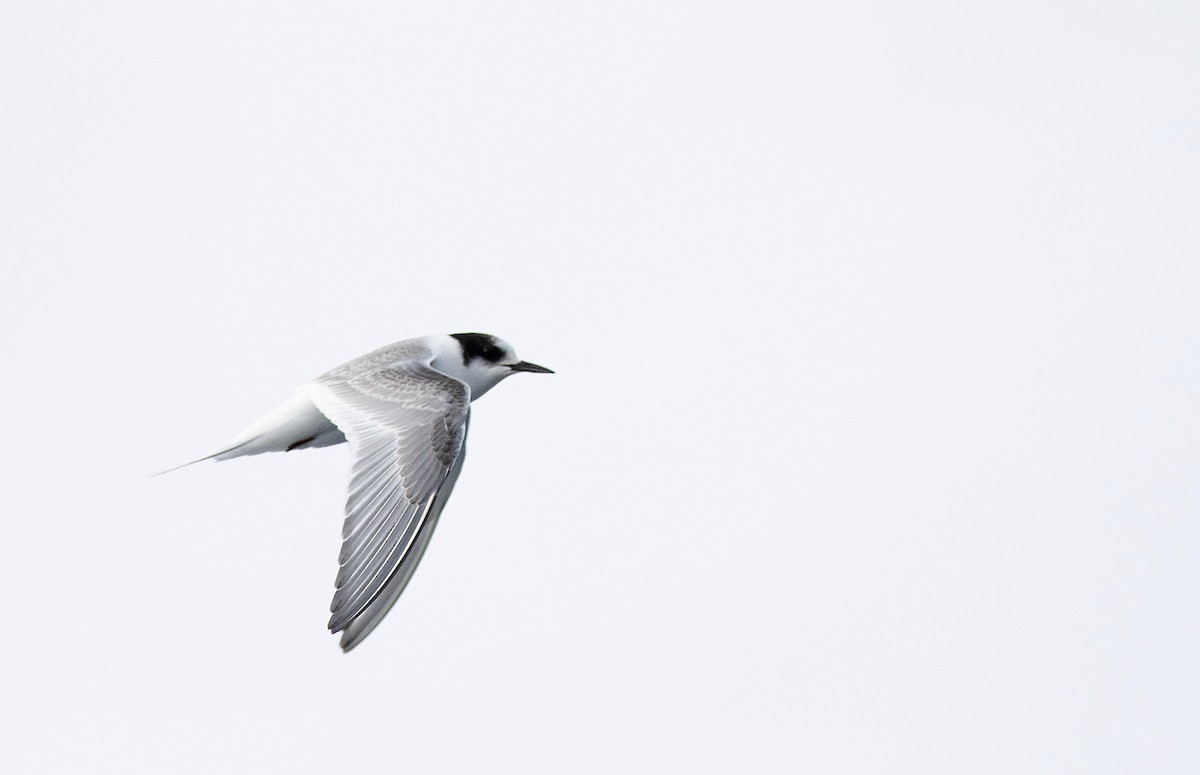 Arctic Tern - Peter Candido