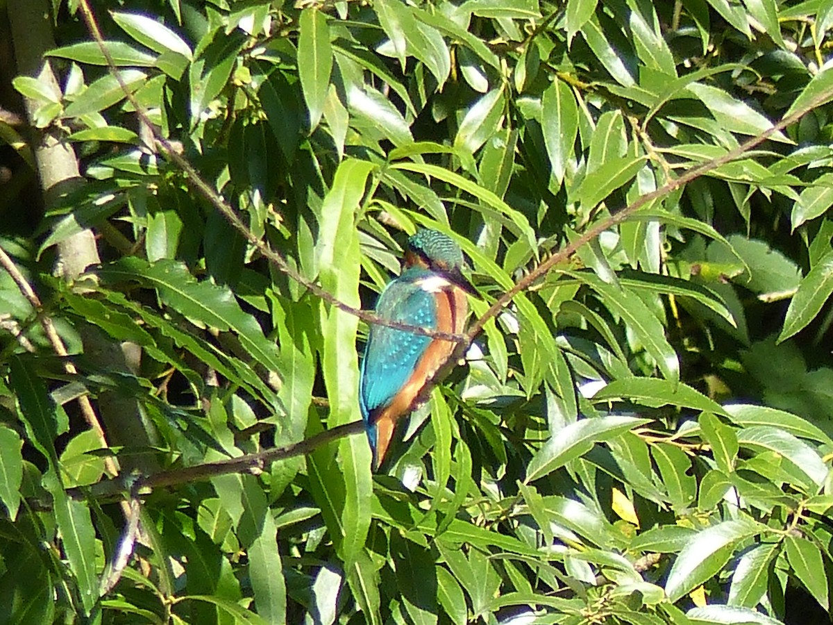 Common Kingfisher - Coleta Holzhäuser