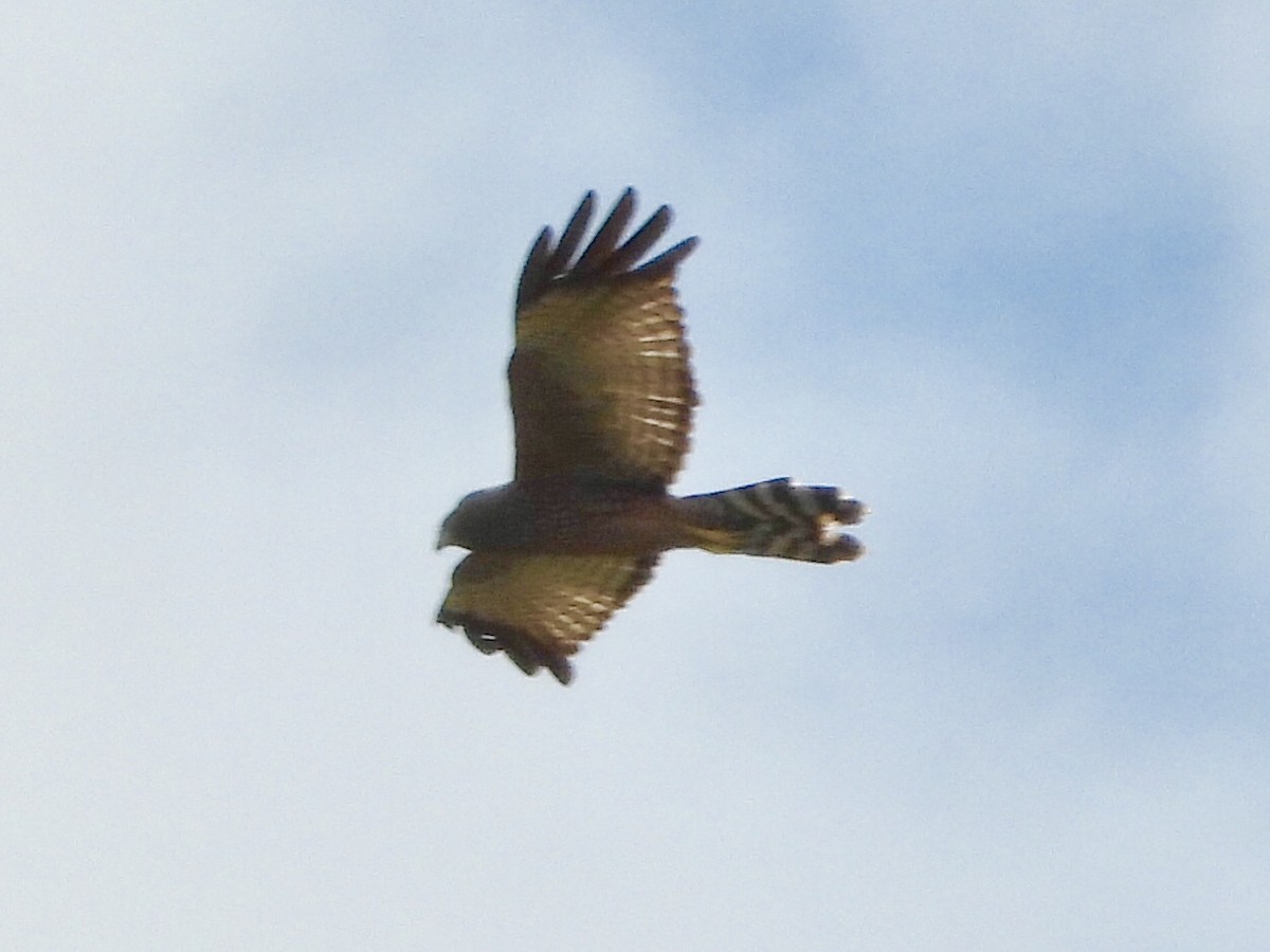 Spotted Harrier - ML176502661