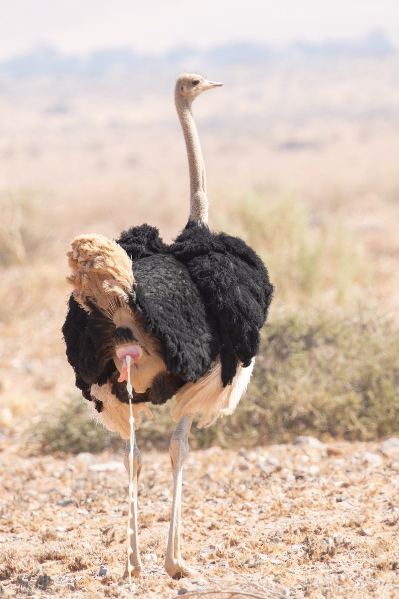 Common Ostrich - Josh Engel
