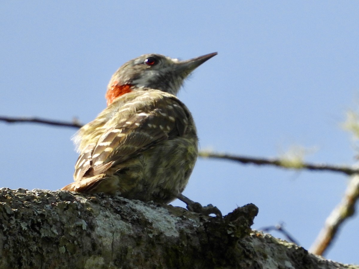 Sulawesi Pygmy Woodpecker - ML176503481