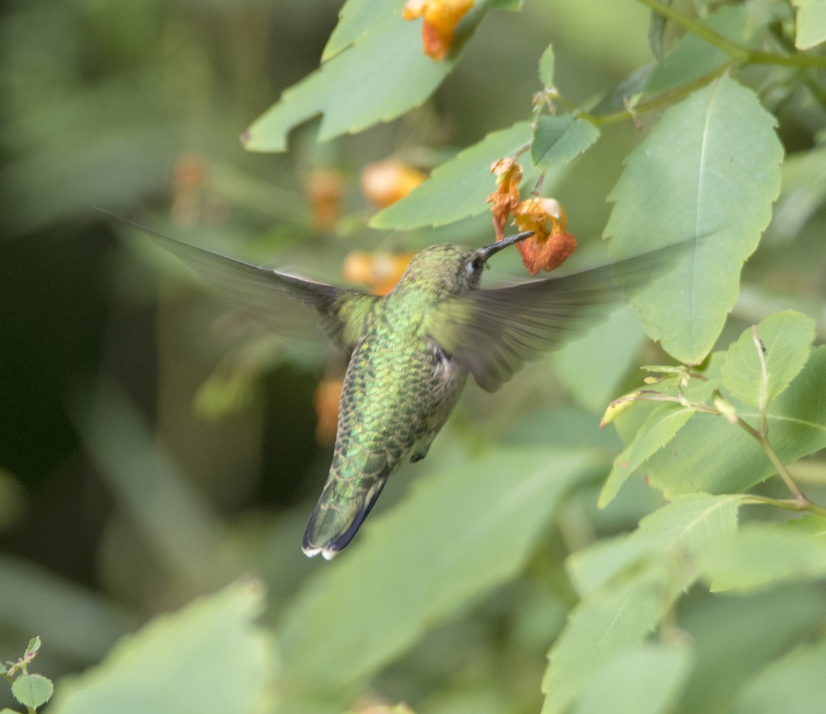 Ruby-throated Hummingbird - ML176505041