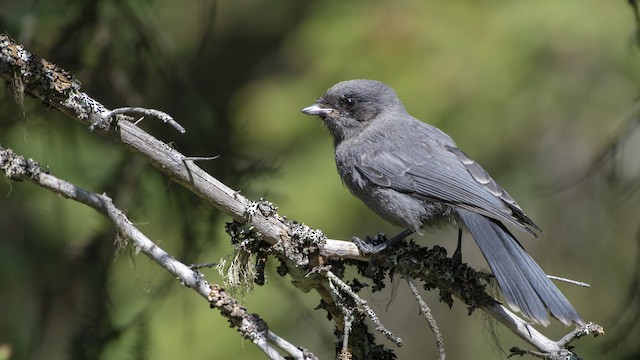 Canada Jay Identification, All About Birds, Cornell Lab of Ornithology