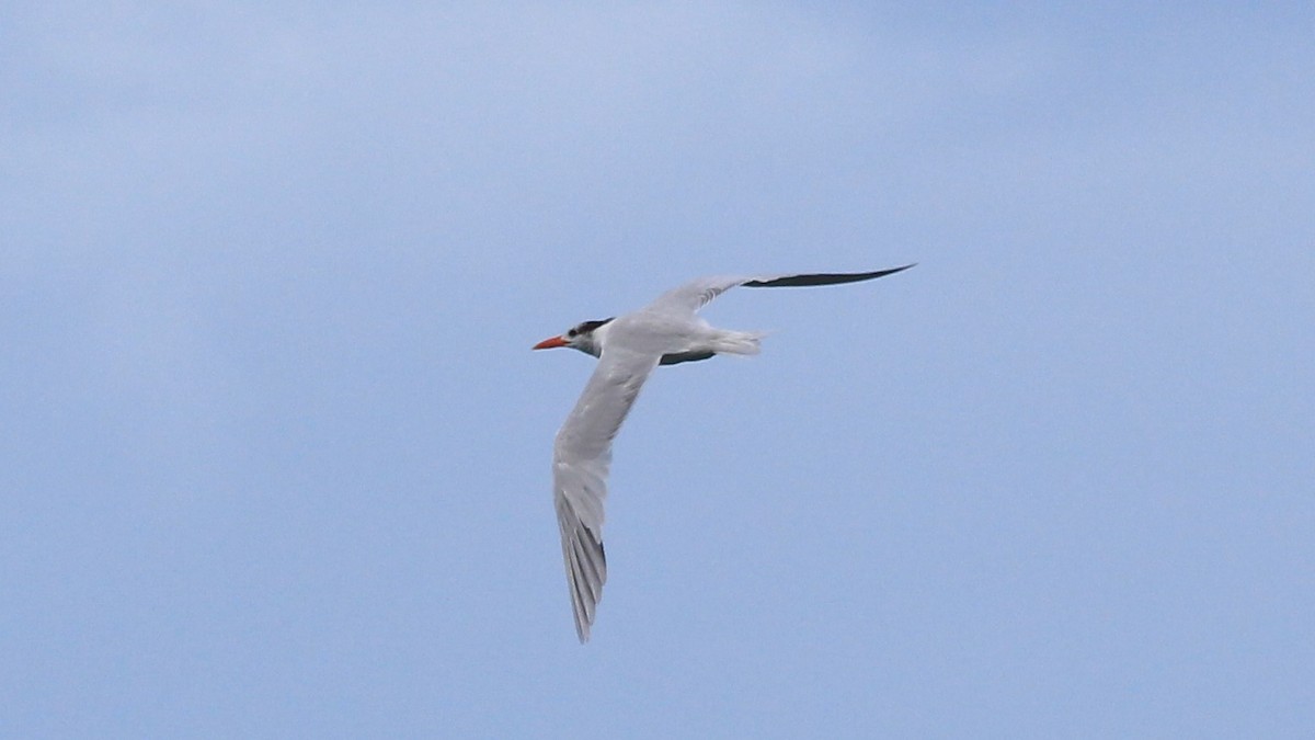 Royal Tern - Anonymous