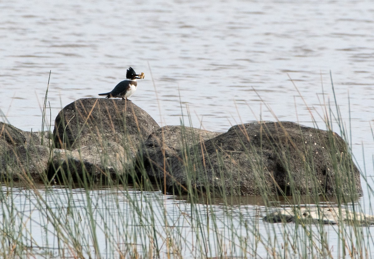 Belted Kingfisher - ML176513571